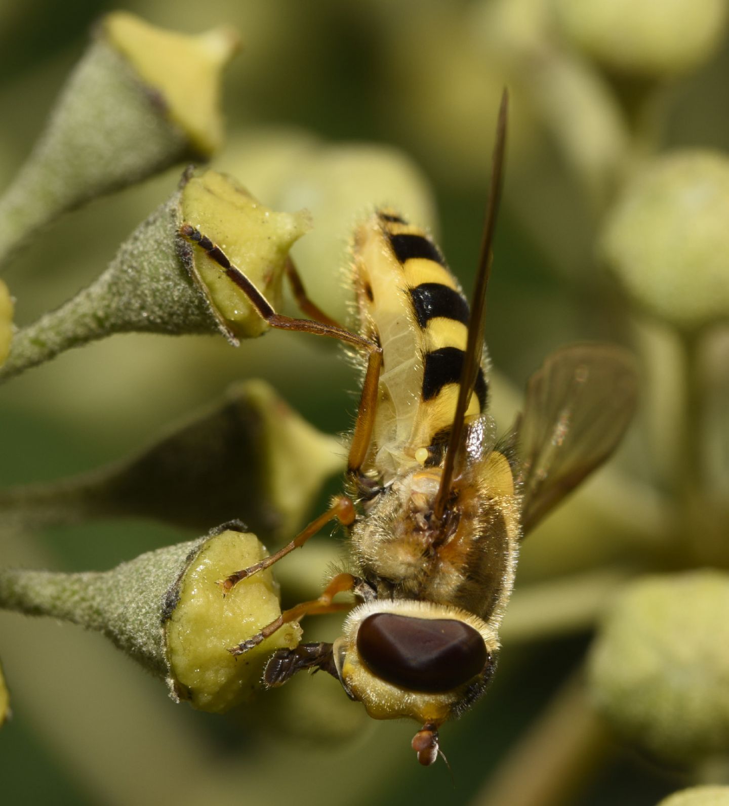 Syrphus cfr. ribesii (Syrphidae)